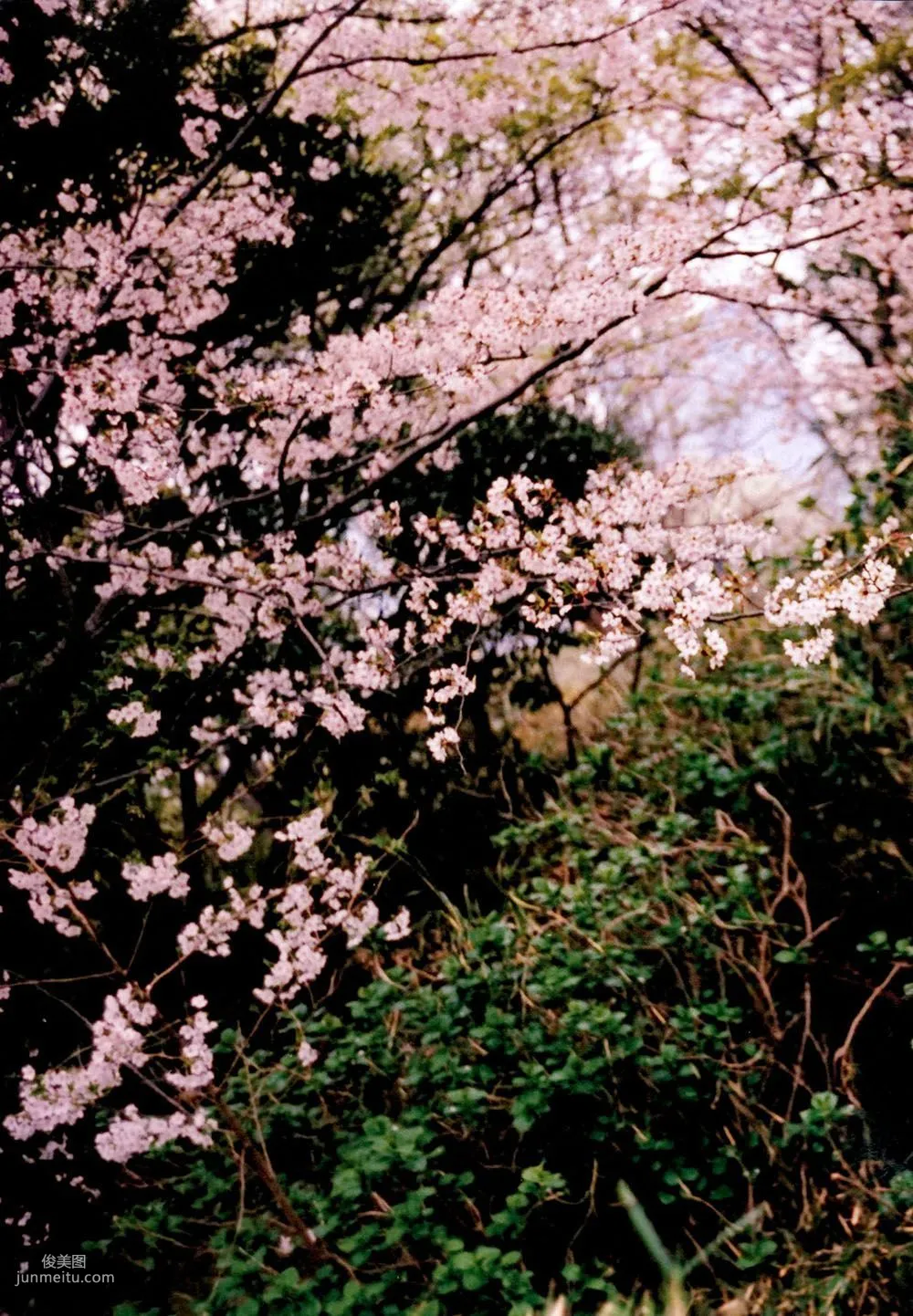 宮脇咲良/宫胁咲良《Sakura》 [PB写真集] 75